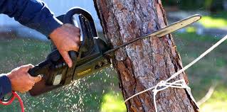 Best Tree Removal Service  in Omaha, NE