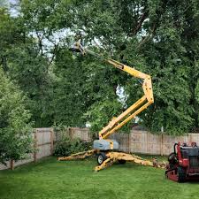 Best Tree Cabling and Bracing  in Omaha, NE