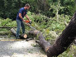 Best Tree Maintenance Programs  in Omaha, NE