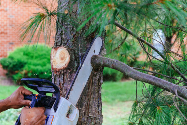 Why Choose Our Tree Removal Services in Omaha, NE?